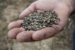 Thistle seeds