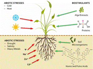 Biostimulants