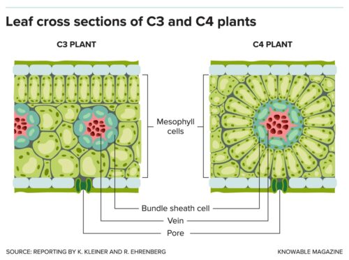 g-leaf-section-c3-c4-alt - Bio Based Press