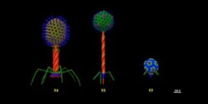 T Bacteriophages active against E.coli