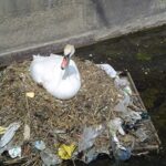 Swan nest from garbage